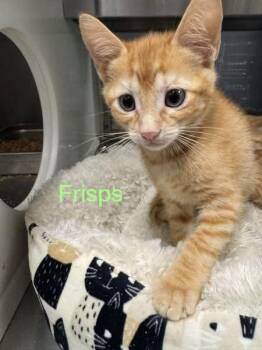 Domestic Short Hair Cats Available for Adoption in Hilton Head Island, South Carolina - Frisps | PetCurious