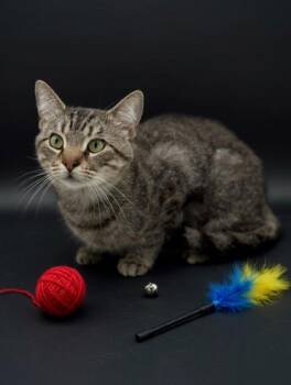 Domestic Short Hair Cats Available for Adoption in Bowling Green, Kentucky - King | PetCurious