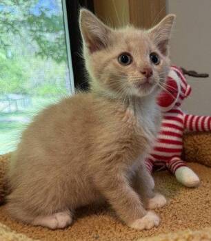 Cera -  Domestic Short Hair Cat Available for Adoption in Midland, Virginia - Cera | PetCurious