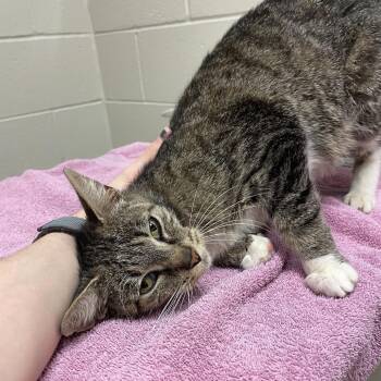 Nilla Wafer -  Domestic Short Hair Cat for Adoption in Bristol, Indiana - Nilla Wafer | PetCurious
