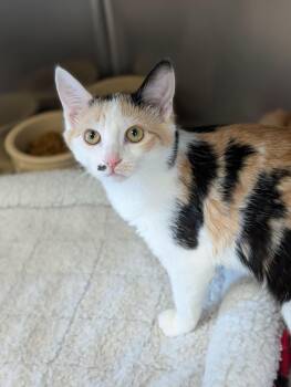 Domestic Short Hair Cats Available for Adoption - Annabell | PetCurious