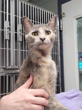 Mama June/Juniper -  Domestic Short Hair Cat for Adoption in Hopkinsville, Kentucky - Mama June/Juniper | PetCurious