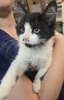 Rescue Domestic Medium Hair and Domestic Short Hair Cats for Adoption in Roseville, California - Angel Bites | PetCurious