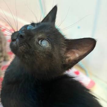 Domestic Short Hair Cats Available for Adoption in Pleasanton, California - Josephine | PetCurious