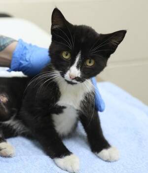 Mario -  Domestic Short Hair Cat for Adoption in Westland, Michigan - Mario | PetCurious
