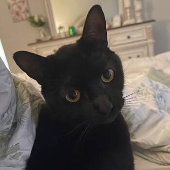 Baby (Ricardo) -  Domestic Short Hair Cat for Adoption in Floresville, Texas - Baby (Ricardo) | PetCurious