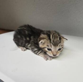 Buzz Lightyear -  Domestic Short Hair Cat for Adoption in Winnipeg, Manitoba - Buzz Lightyear | PetCurious