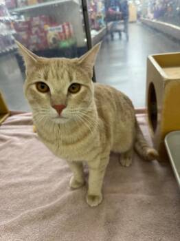 Domestic Short Hair Cats Available for Adoption - Murtaugh | PetCurious