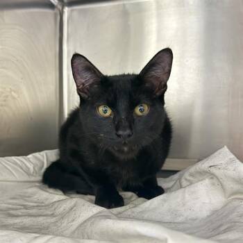 STOTTLEMEYER -  Domestic Short Hair Cat for Adoption in Las Vegas, Nevada - STOTTLEMEYER | PetCurious