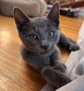 Gus -  Domestic Short Hair Cat for Adoption in Buffalo, New York - Gus | PetCurious