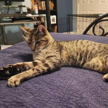 Salmon -  Domestic Short Hair Cat for Adoption in Bentonville, Arkansas - Salmon | PetCurious