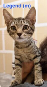 Legend -  Domestic Short Hair Cat for Adoption in New Bern, North Carolina - Legend | PetCurious