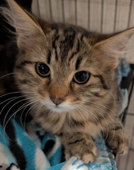 BONNIE -  Domestic Medium Hair Cat for Adoption in Elizabethton, Tennessee - BONNIE | PetCurious