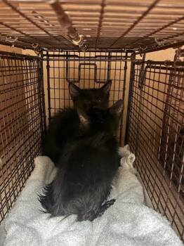 Enel -  Domestic Short Hair Cat for Adoption in Austin, Texas - Enel | PetCurious