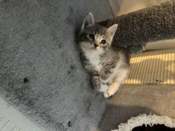 Domestic Short Hair Cats Available for Adoption in Fruit Heights, Utah - Monkey D. Luffy | PetCurious