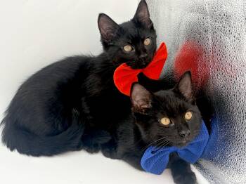 Batman & Robin -  Domestic Short Hair Cat for Adoption in Lucedale, Mississippi - Batman & Robin | PetCurious