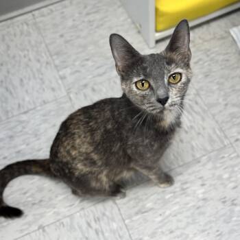 Dilute Tortoiseshell Cats Available for Adoption in Bardstown, Kentucky - Abilene  | PetCurious