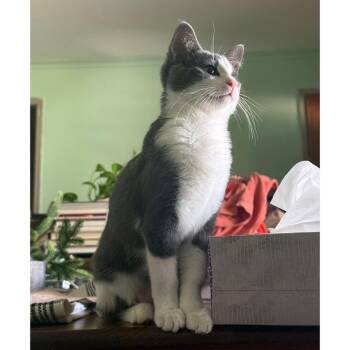 Sherbet -  Tuxedo and Domestic Short Hair Cat for Adoption in Tulsa, Oklahoma - Sherbet | PetCurious