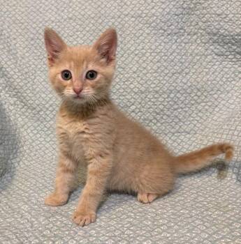 Domestic Short Hair Cats Available for Adoption in Waterloo, Iowa - Tilapia | PetCurious