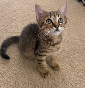Boise -  Domestic Short Hair Cat for Adoption in Magnolia, Texas - Boise | PetCurious