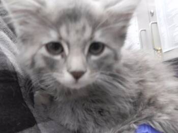 GHOST -  Domestic Long Hair and Domestic Short Hair Cat for Adoption in Omaha, Nebraska - GHOST | PetCurious