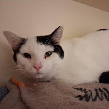 Domestic Short Hair Cats Available for Adoption in Dayton, Ohio - Sea Turtle | PetCurious