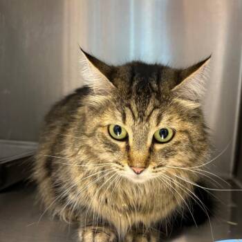 Domestic Long Hair Cats Available for Adoption in Englewood, Florida - Muffin | PetCurious