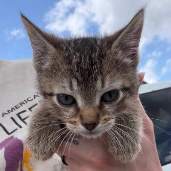 Domestic Medium Hair and Domestic Short Hair Cats Available for Adoption in Marshall, Texas - Dixie | PetCurious
