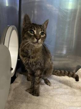 KIRKA -  Domestic Short Hair Cat for Adoption in Woodland, California - KIRKA | PetCurious
