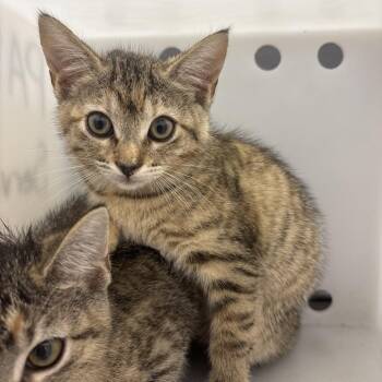 Kiwi 4144 -  Domestic Short Hair Cat for Adoption in Columbus, Georgia - Kiwi 4144 | PetCurious