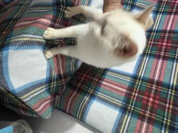 Angel -  Siamese and Domestic Short Hair Cat for Adoption in Saucier, Mississippi - Angel | PetCurious