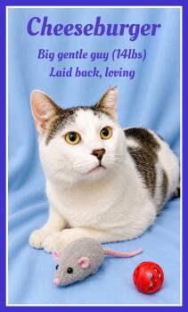 Cheeseburger (FCID#05/26/2026 - 128) Willow Grove -  Domestic Short Hair Cat for Adoption in Greenville, Delaware - Cheeseburger (FCID#05/26/2026 - 128) Willow Grove | PetCurious
