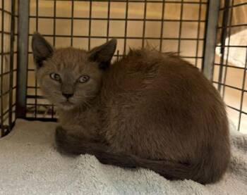 Brown -  Domestic Short Hair Cat for Adoption in Honolulu, Hawaii - Brown | PetCurious