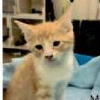 Domestic Short Hair Cats Available for Adoption in Houston, Texas - Latte | PetCurious