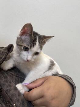 Mochi -  Domestic Short Hair Cat for Adoption in Hilton Head Island, South Carolina - Mochi | PetCurious
