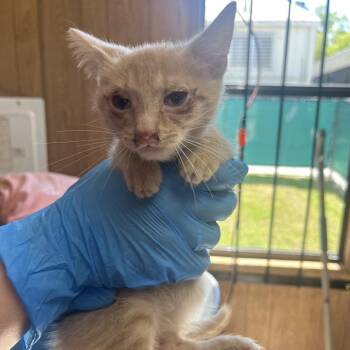 Domestic Short Hair Cats Available for Adoption - Powdered Donut | PetCurious