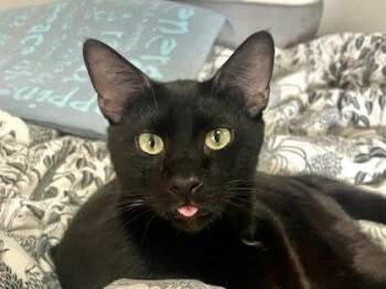 Domestic Short Hair Cats Available for Adoption in Oakland, California - Apollo | PetCurious
