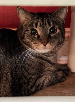 Domestic Short Hair Cats Available for Adoption - Lily | PetCurious