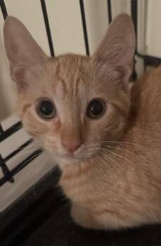 Lorelai -  Domestic Short Hair Cat for Adoption in Woodbridge Township, New Jersey - Lorelai | PetCurious