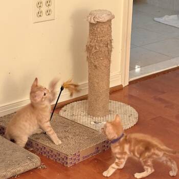 Cornflake -  Domestic Short Hair Cat for Adoption in Waldorf, Maryland - Cornflake | PetCurious