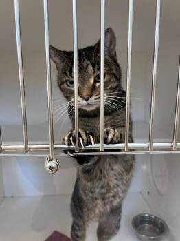 Sissy -  Domestic Short Hair Cat for Adoption in Greenfield, Indiana - Sissy | PetCurious
