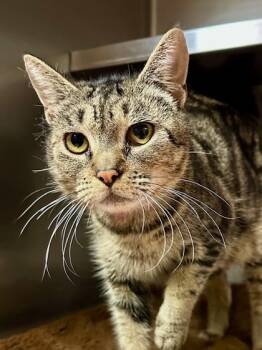 Rescue Domestic Short Hair Cats for Adoption in Yakima, Washington - Linda | PetCurious