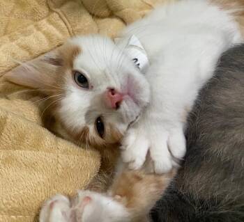Domestic Short Hair Cats Available for Adoption - Patches | PetCurious