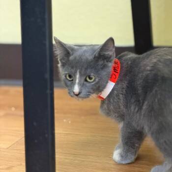 Smokey -  Domestic Short Hair Cat for Adoption in Las Vegas, Nevada - Smokey | PetCurious