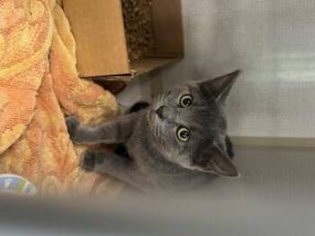 Rescue Domestic Short Hair Cats for Adoption in Berryville, Virginia - Cynna | PetCurious