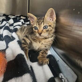 Cat Damon -  Domestic Short Hair Cat for Adoption in Evensville, Tennessee - Cat Damon | PetCurious