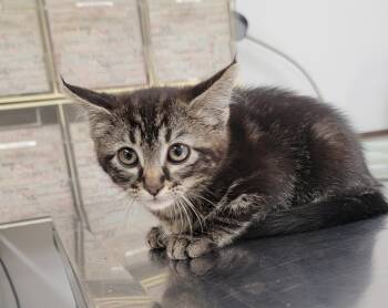 Pablo -  American Shorthair Cat Available for Adoption in Pueblo, Colorado - Pablo | PetCurious