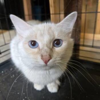 Gracie -  Domestic Medium Hair Cat for Adoption in Mount Airy, North Carolina - Gracie | PetCurious