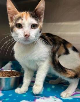 Celine -  Domestic Short Hair Cat for Adoption in Lunenburg, Massachusetts - Celine | PetCurious