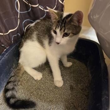 Tweety -  Domestic Short Hair Cat for Adoption in Greensboro, North Carolina - Tweety | PetCurious